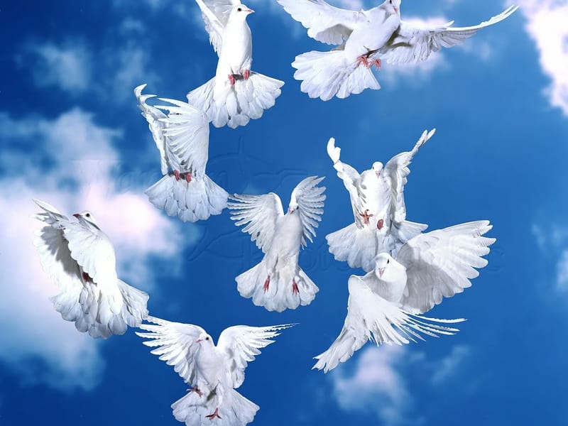 White Doves in Solihull, England photo 3