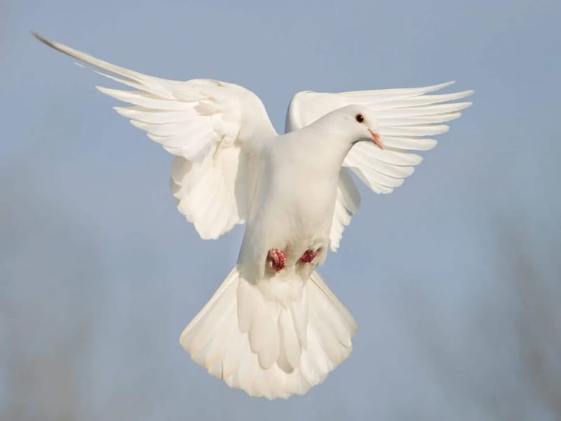White Doves in Solihull, England photo 2