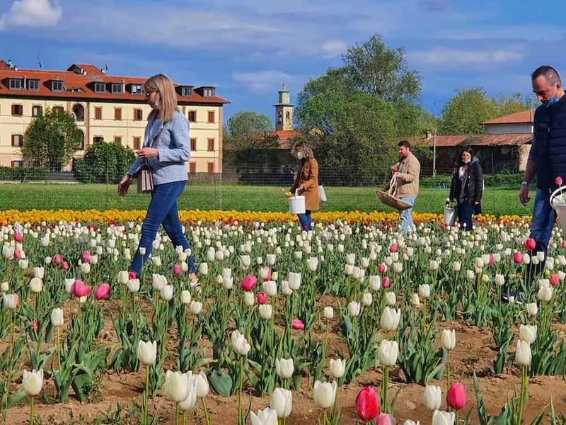 R.S.A. I Tulipani - Casa di Riposo in Gonzaga, Lombardia photo 2