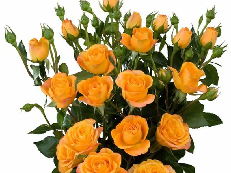 Abeba Afc Home - Assisted Living in Pontiac, MI photo 1