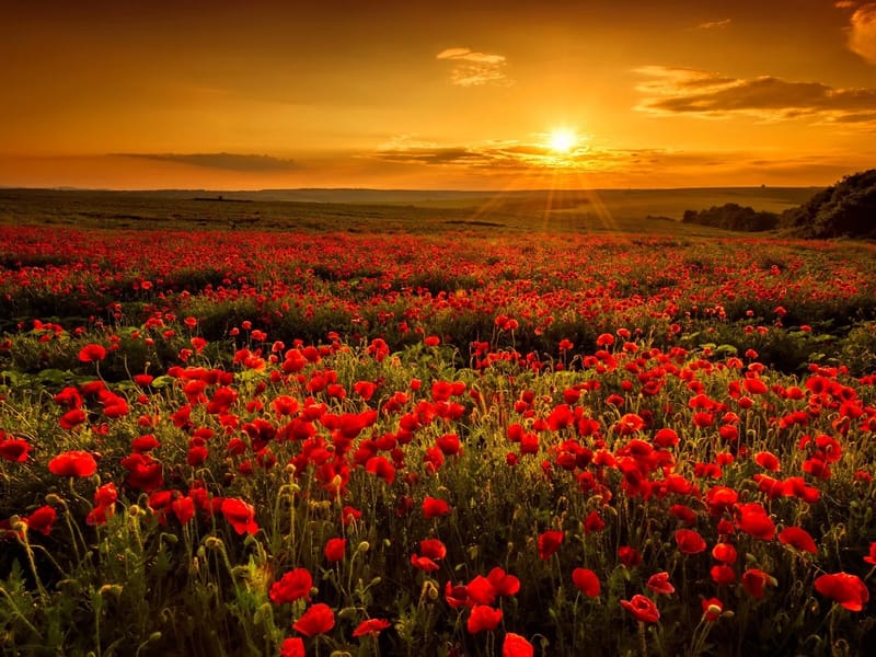 Poppy Fields in Mansfield, England photo 1