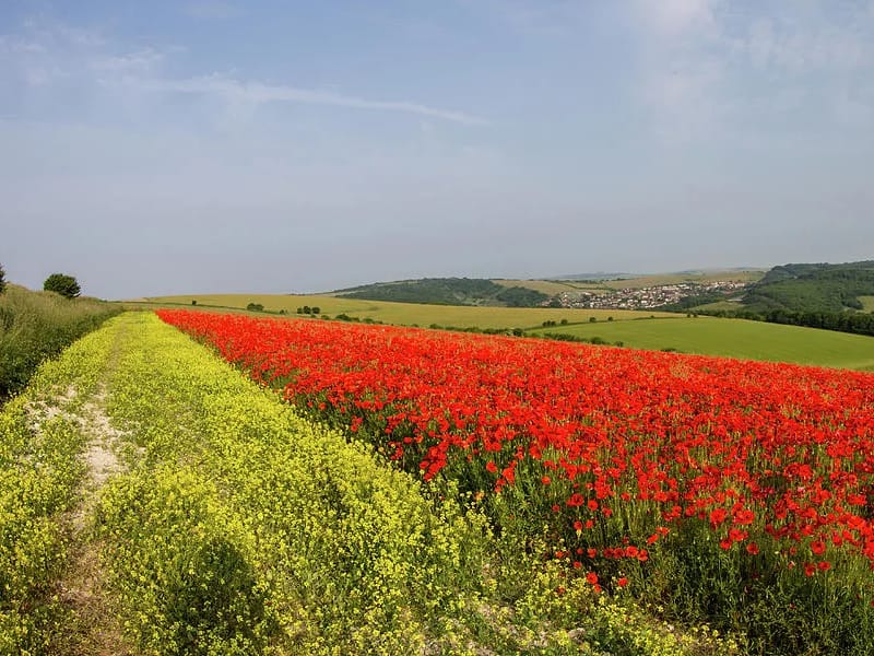 Poppy Fields in Mansfield, England photo 2