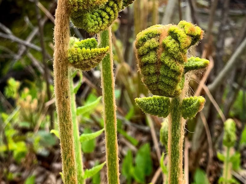 New Fern - Nursing Home in Halifax, England photo 2