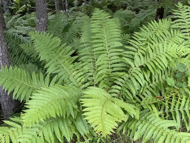 New Fern - Nursing Home in Halifax, England photo 3
