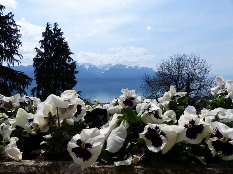 EMS Joli-Bois - Fondation La Primerose - Pflegeheim in Chamby, Vaud photo 3