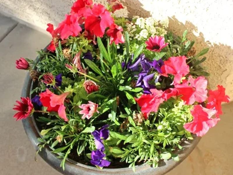 Estancia Assisted Living, Llc - Assisted Living in Gilbert, AZ photo 1