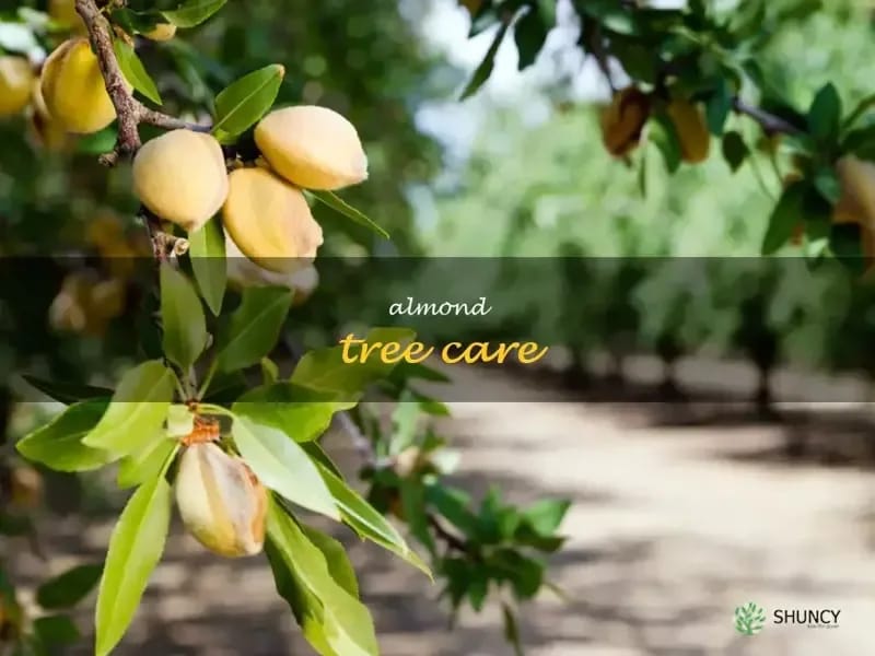 Almond Tree Care Ltd - In-Home Care in Norwich, England photo 1