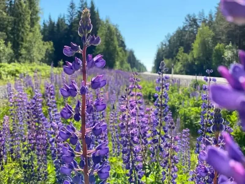 Landsbygden södra - Serviceboende in Haparanda, Norrbottens län photo 1