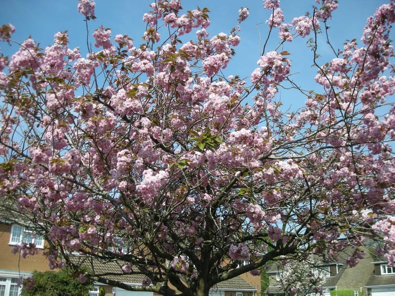 Cherry Blossom Manor - Nursing Home in Tadley, England photo 2