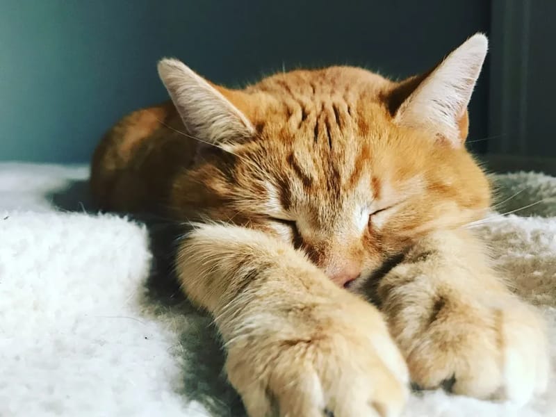 Cloud House - Assisted Living in Barking, England photo 1