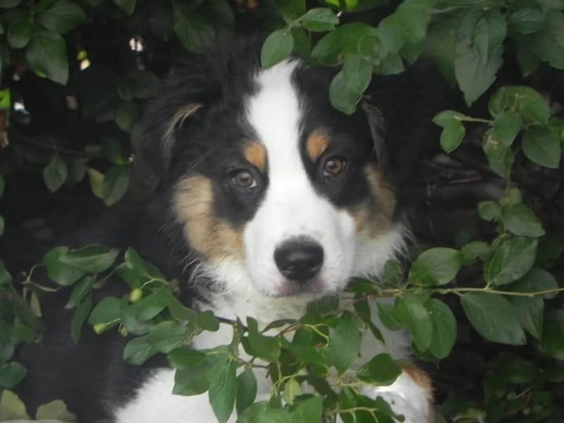 Axel Caring Professional Corporation - Home Health Nursing in Frederick, MD photo 2