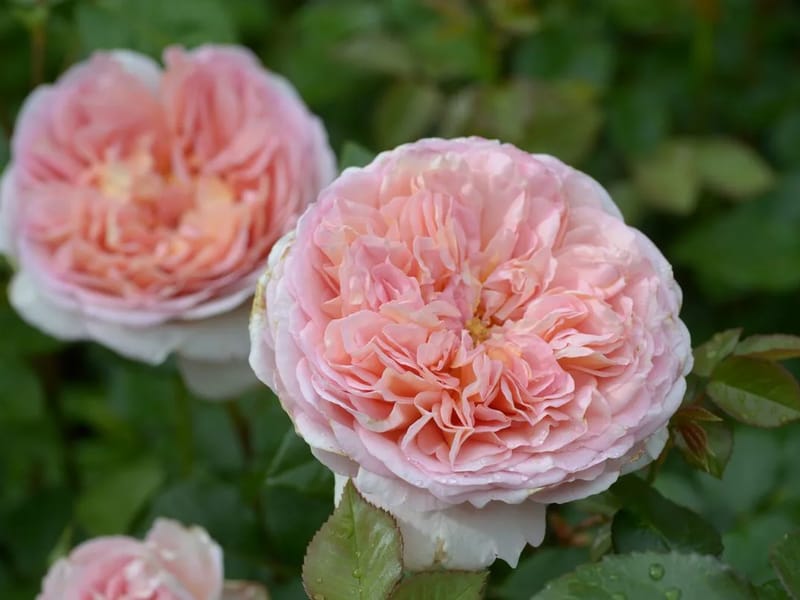 The Roses - Nursing Home in Holsworthy, England photo 2