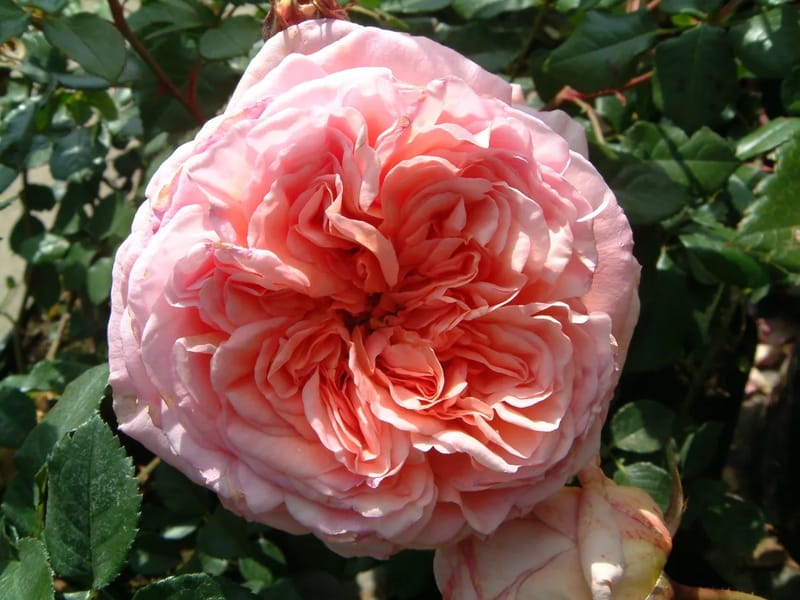 The Roses - Nursing Home in Holsworthy, England photo 3