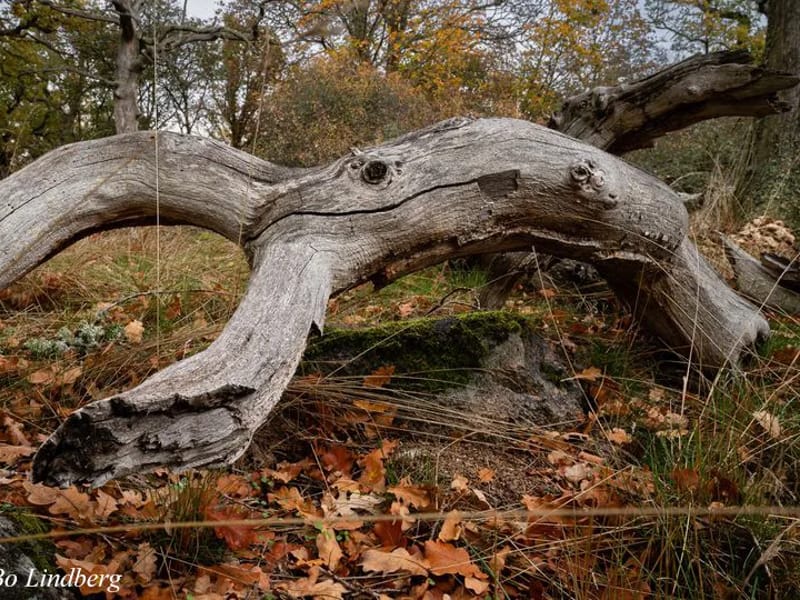 Ekbacken - Äldreboende in Mora, Dalarnas län photo 1