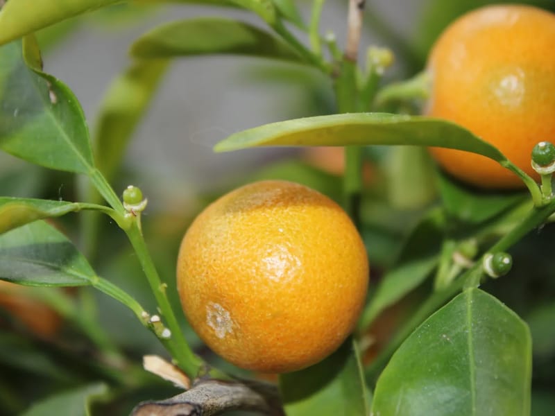 Fairfield Health And Wellness Solutions, LLC - Home Health Nursing in Monroe, CT photo 1