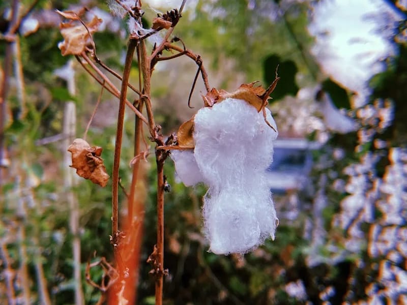 ASILO MUNICIPAL - Hogar de Ancianos in Chimaltitán, Jalisco photo 5