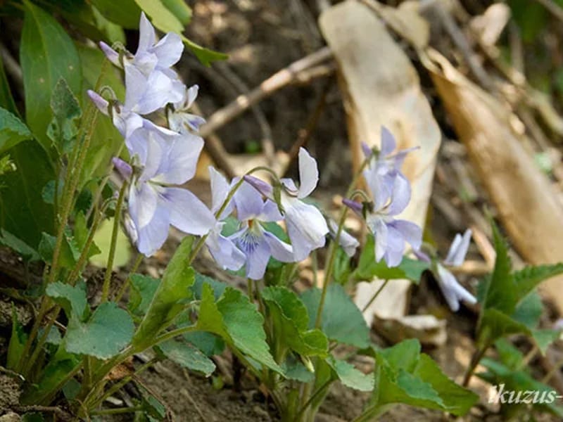 Willcareつむぎ - 訪問介護 in 札幌市南区, 北海道 photo 1