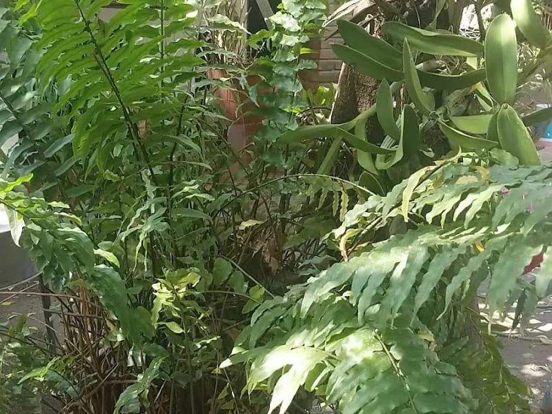 CASA DE DIA DE ADULTOS MAYORES DE CHAHUITES OAXACA - Hogar de Ancianos in Chahuites, Oaxaca photo 3