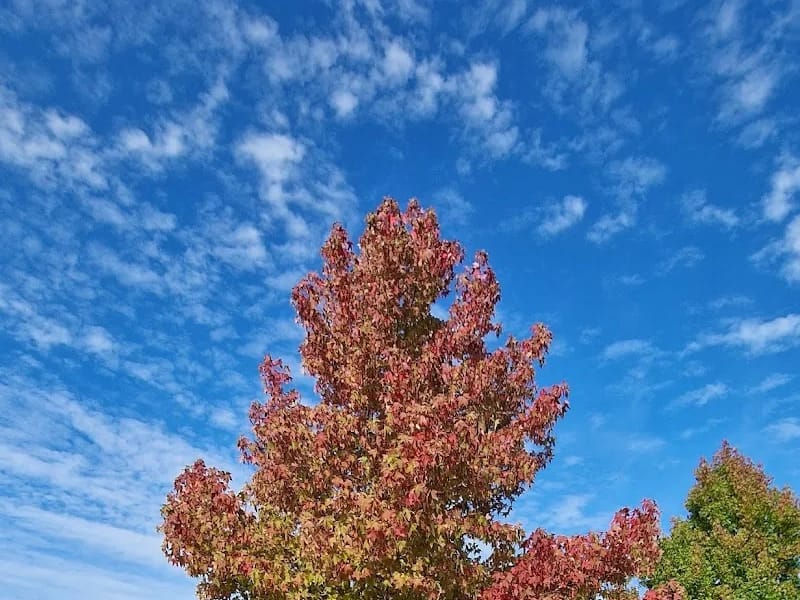 De Lange Wei - Begeleid Wonen in Hardinxveld-Giessendam, Zuid-Holland photo 3