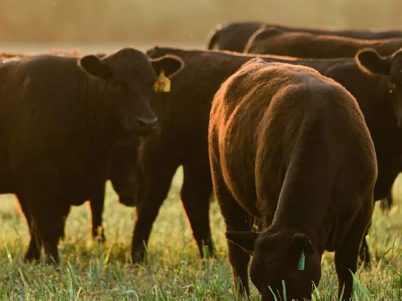 AMERICAN SENIORS - Home Health Nursing in Aberdeen, SD photo 2