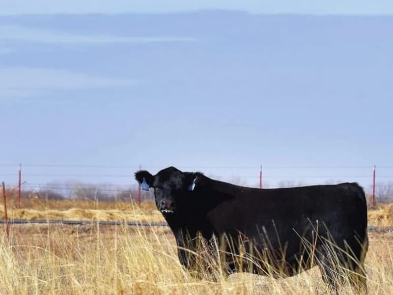AMERICAN SENIORS - Home Health Nursing in Aberdeen, SD photo 3