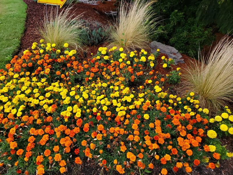 North View Home For Adults - Assisted Living in South Hill, VA photo 1