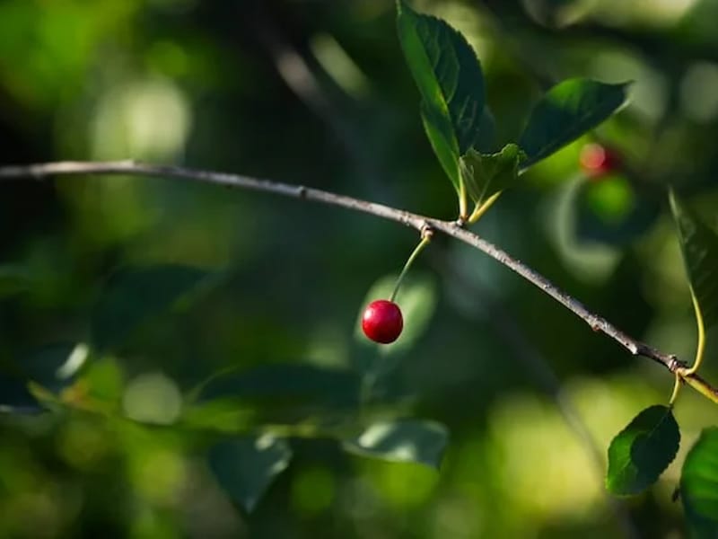 Cherry Tree Close - Assisted Living in Stroud, England photo 3
