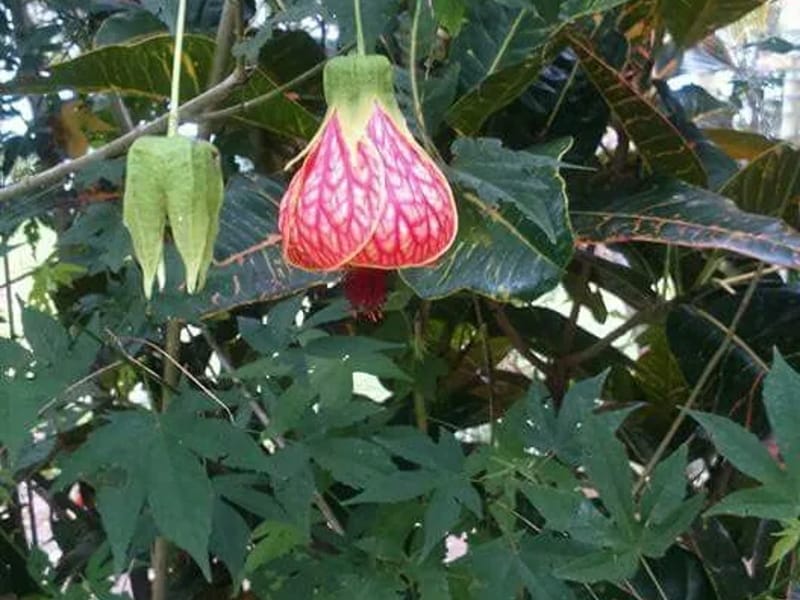 Flor - Hogar de Ancianos in CAMPANA, BUENOS AIRES photo 1