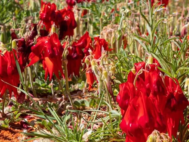 Flynn Lodge - Nursing Home in Alice Springs, NT photo 3