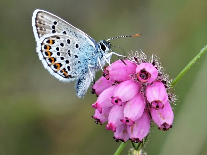The Butterflies - Assisted Living in Northwich, England photo 2