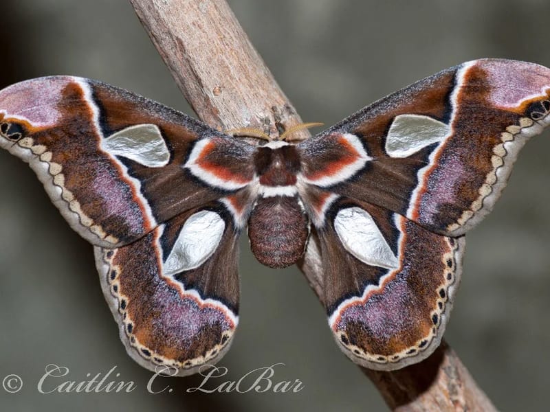 The Butterflies - Assisted Living in Northwich, England photo 3