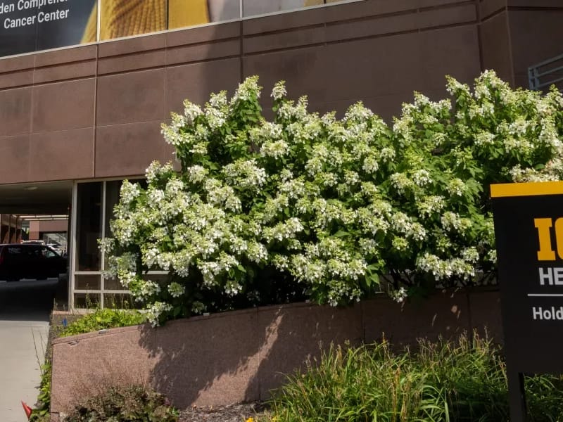 Holden Comprehensive Cancer Center - Cancer Treatment in Iowa City, IA photo 1