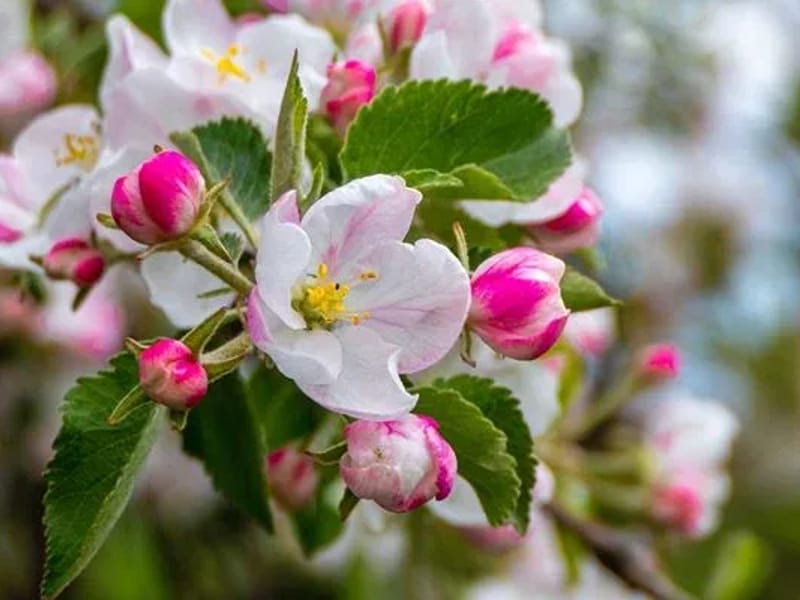Apple Blossom Gardens Residential Care Facility - Assisted Living in Sebastopol, CA photo 2