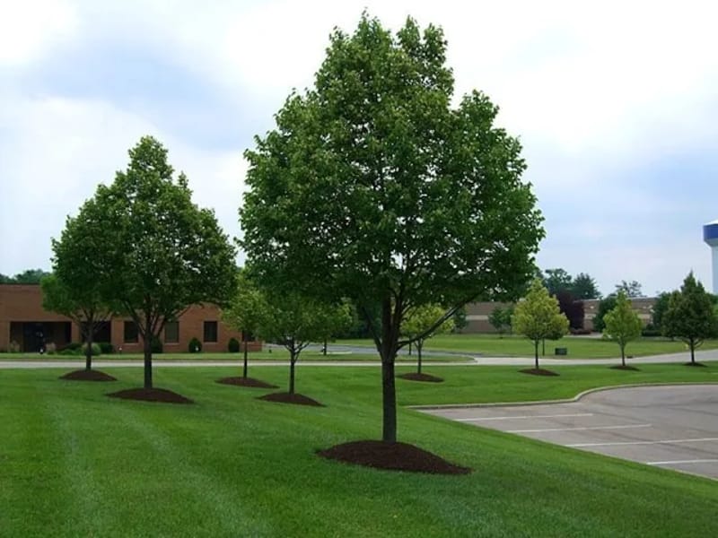 Blue Ocean Care LLC - Home Health Nursing in Minneapolis, MN photo 2