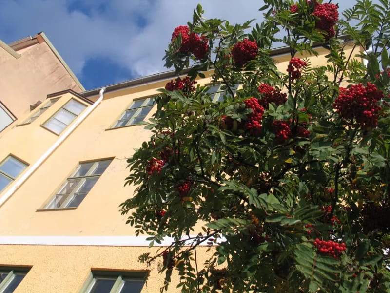 Hemtjänst Linden - Hemtjänst in Söderhamn, Gävleborgs län photo 1
