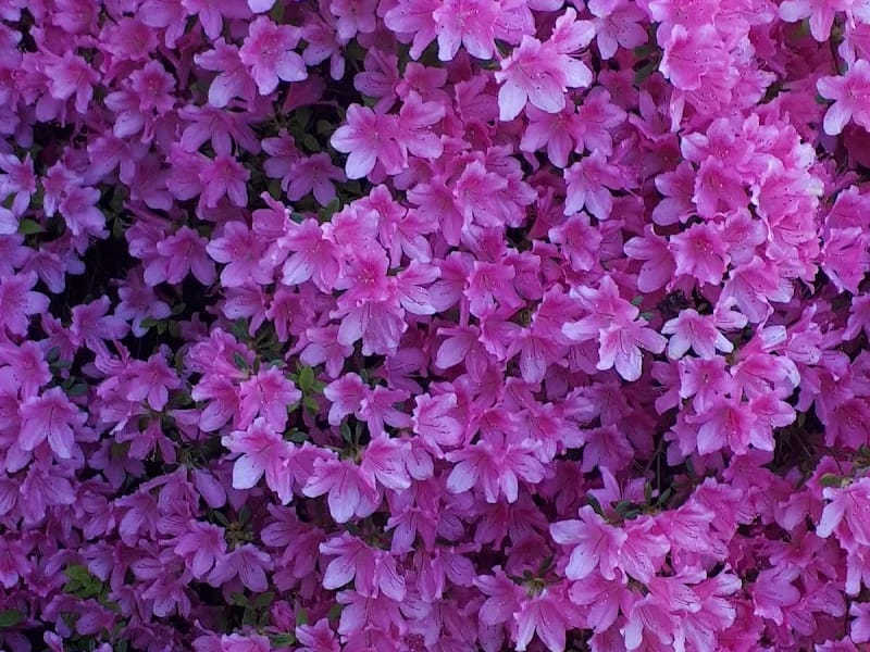 Vivium Zorggroep (De Bolder) - Verpleeghuis in Huizen, Noord-Holland photo 4