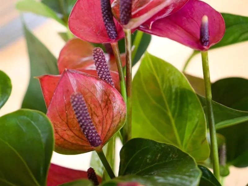 Anthurium (The) - Assisted Living in Lehigh Acres, FL photo 3