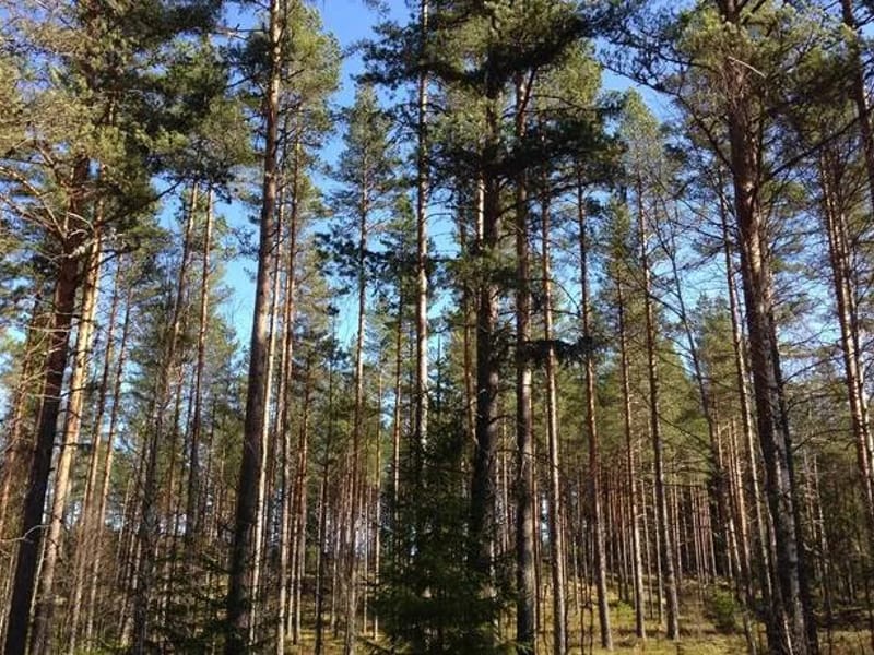 Hemtjänsten Koppom - Hemtjänst in Eda, Varmland County photo 1