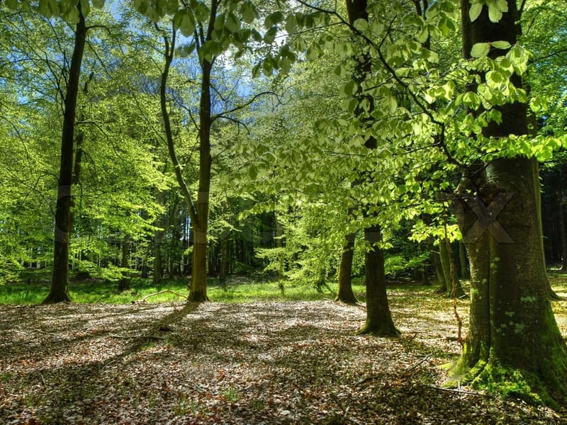 Beech Trees - Assisted Living in Woking, England photo 2