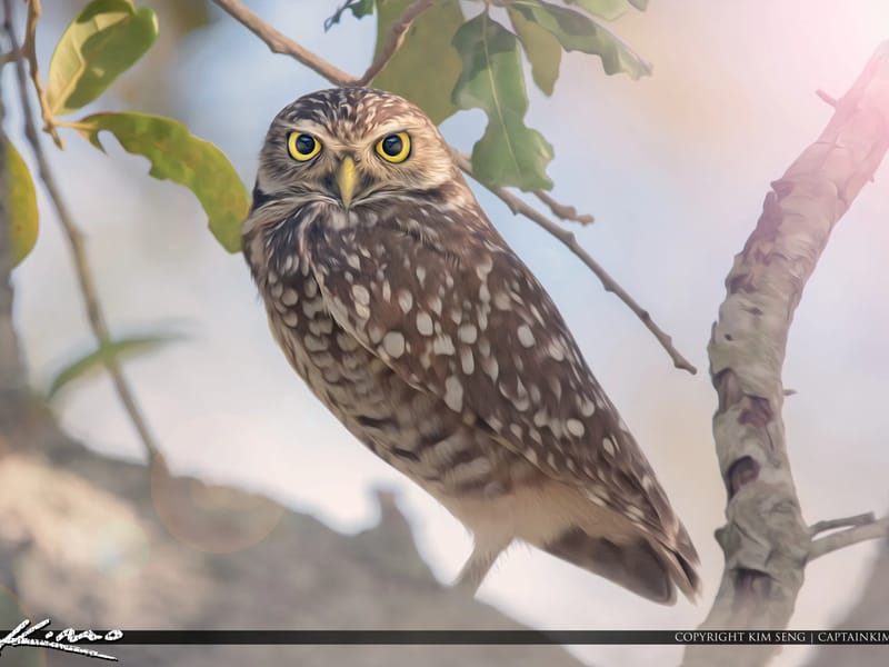 Accurate Owl. LLC - Home Health Nursing in Hollywood, FL photo 2