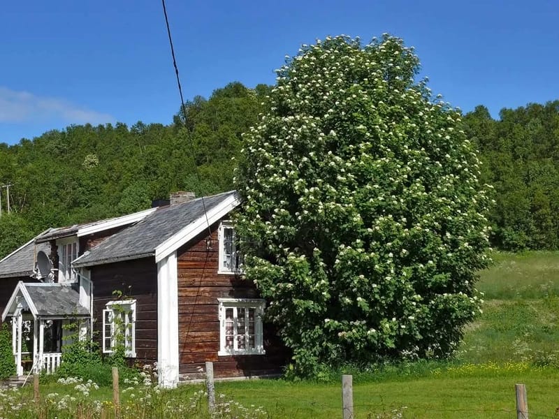Kotipihlaja - Muistisairaanhoito in Rovaniemi, Lappi photo 2