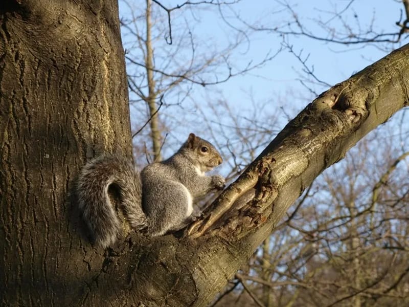 Squirrels in Southampton, England photo 2