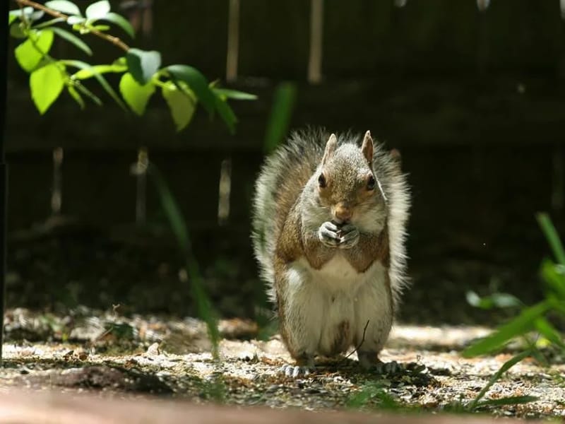 Squirrels in Southampton, England photo 1