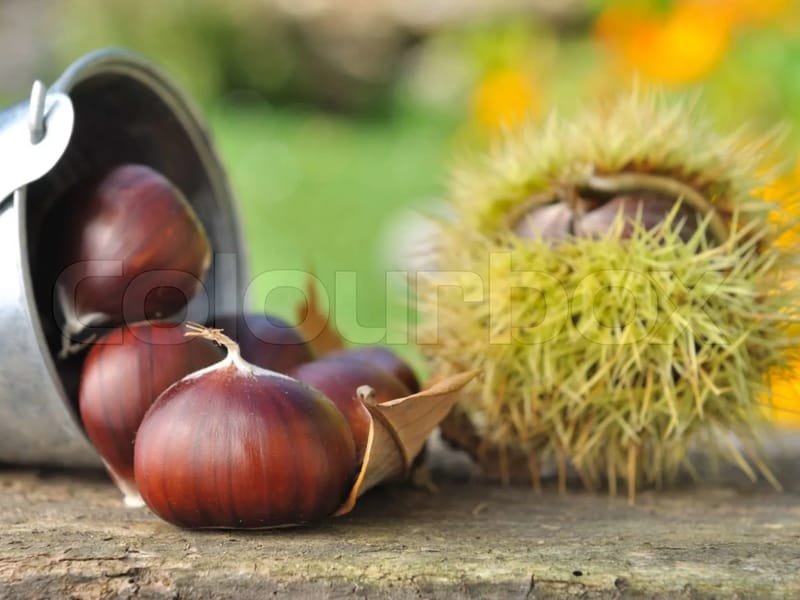 The Chestnuts in Aylesbury, England photo 1