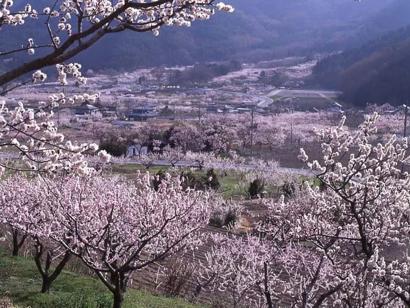 あんずの里 - 特別養護老人ホーム in 岐阜市, 岐阜県 photo 3