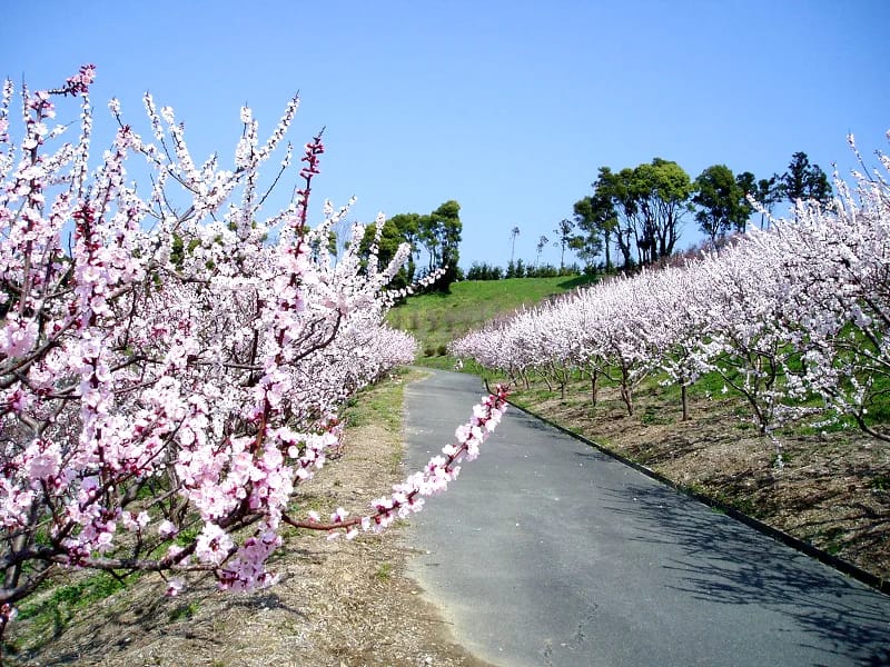 あんずの里 - 特別養護老人ホーム in 岐阜市, 岐阜県 photo 1