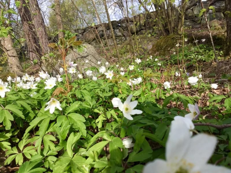 Vitsippan - Äldreboende in Gislaved, Jönköpings län photo 2