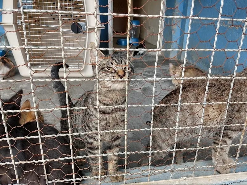 ASILO PARA MASCOTAS ASOCIACION HUMANITARIA MEXICANA - Hogar de Ancianos in Cuajimalpa De Morelos, Ciudad de México photo 8