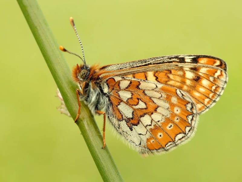 Butterfly Care (Bath, Wiltshire and Somerset) - In-Home Care in Westbury, England photo 3