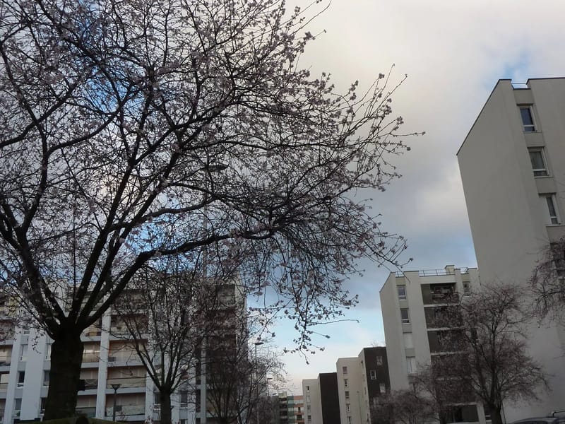 Caj Les 3 Cerisiers - Accueil de Jour in AULNAY SOUS BOIS, Île-de-France photo 1